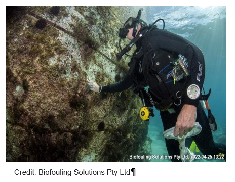 Diver under water. Photo Credit Biofouling Solutions Pty Limited.