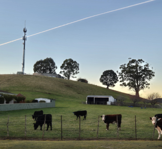 A field of cows at sunset with a mobile tower in the background.