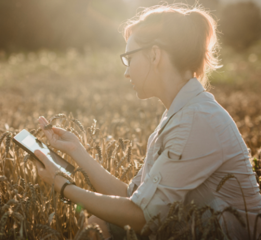 Agronomist examining wheat in a field with tablet.