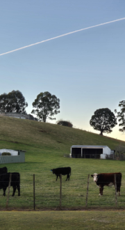 A field of cows at sunset with a mobile tower in the background.