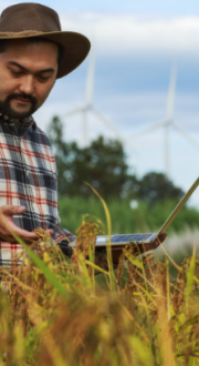 Farmer with a laptop in an organic rice field inspecting the quality of his crops.