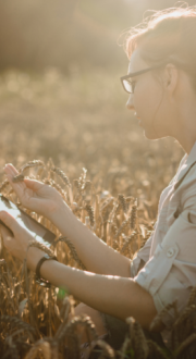 Agronomist examining wheat in a field with tablet.