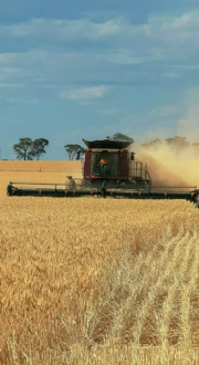 A header being used on a Western Australian wheat farm to harvest grain