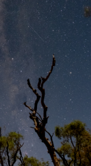 Stars and the Milky Way over eucalyptus trees in the Australian outback.