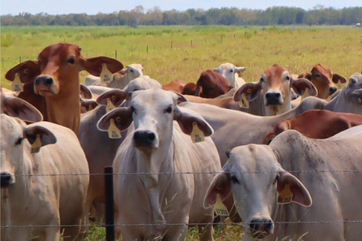 cows in northern Australia