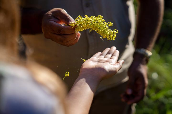 native flower being handed over